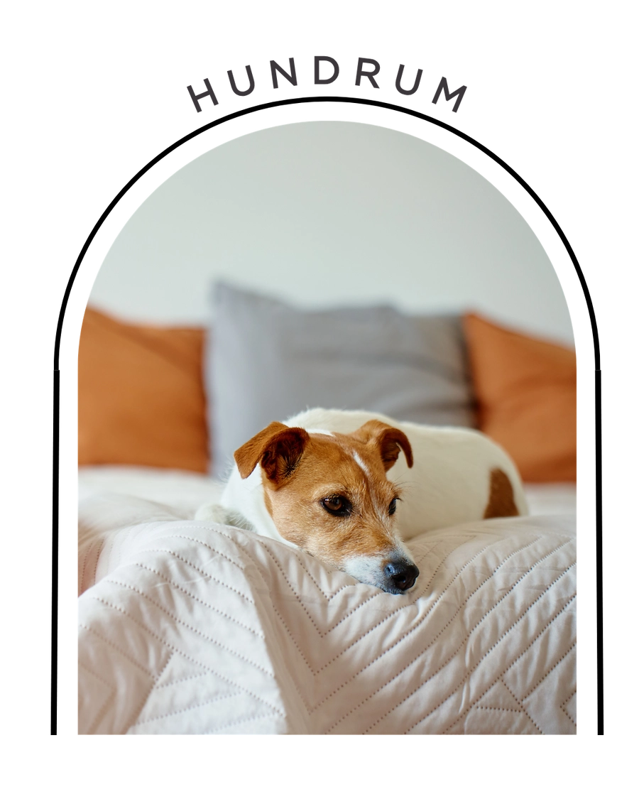 Bilden visar en hund som ligger på en hotellsäng och vilar. 