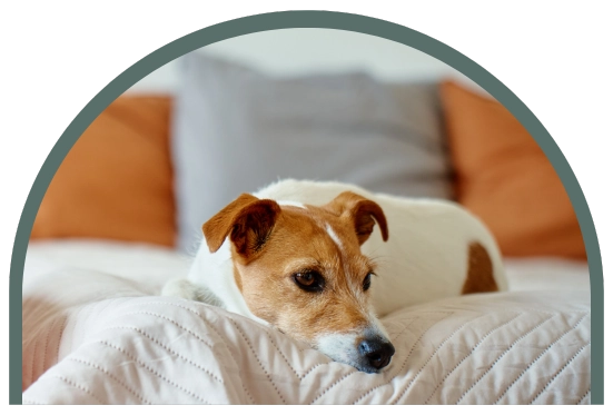 Bilden visar en hund som ligger på en hotellsäng och vilar. 