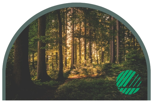 Bild på skog som symboliserar Kom Hotels Svanenmärkning
