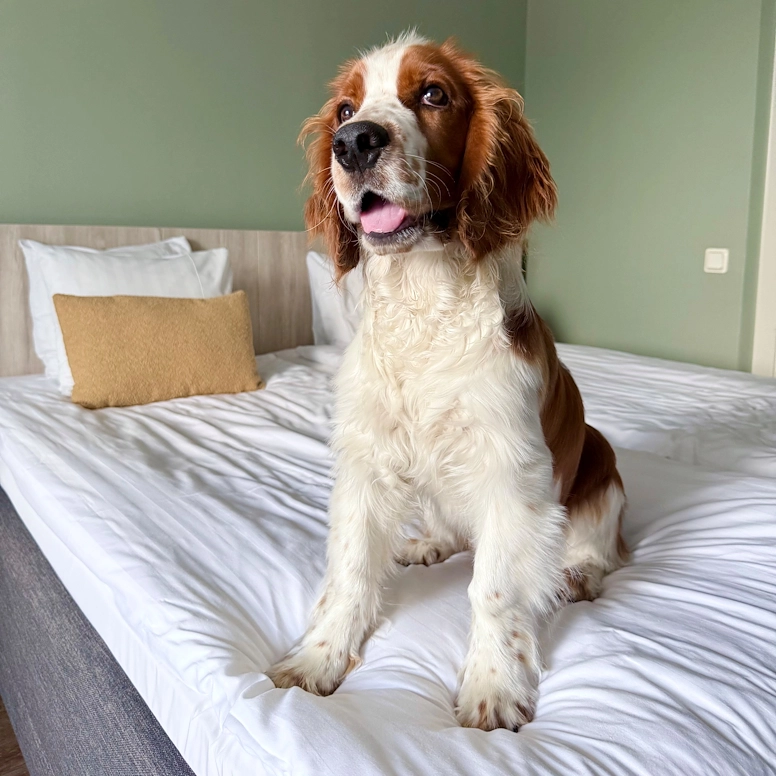 En engelsk springerspaniel sitter på sängen i vårt hotellrum.